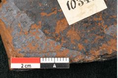 Foto (Detailansicht) von Callitris prisca Ettingshausen 1887 (NHMW-GEO-2024-0188-10344)